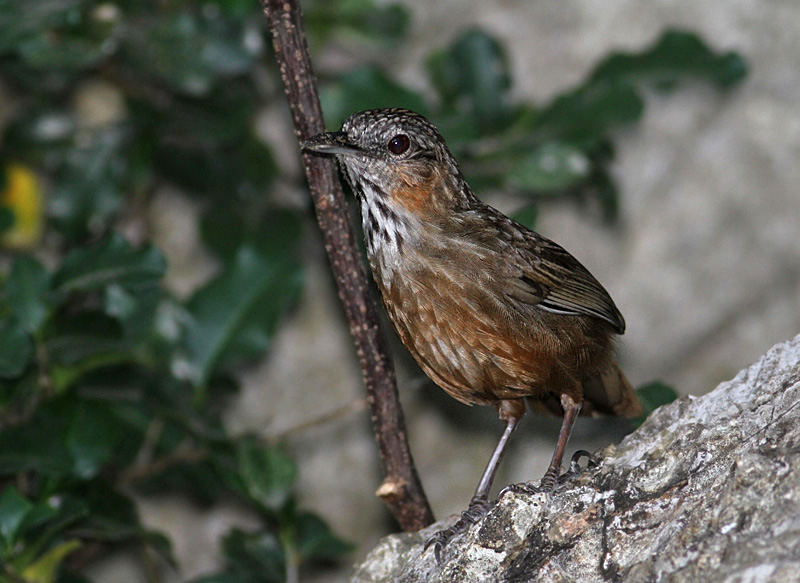 Rufous Wren Babbler