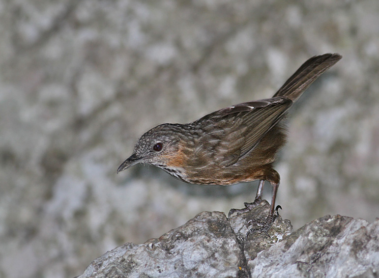 Rufous Wren Babbler