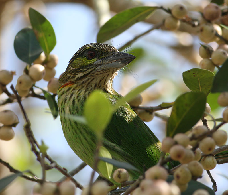 Green-eared Barbet