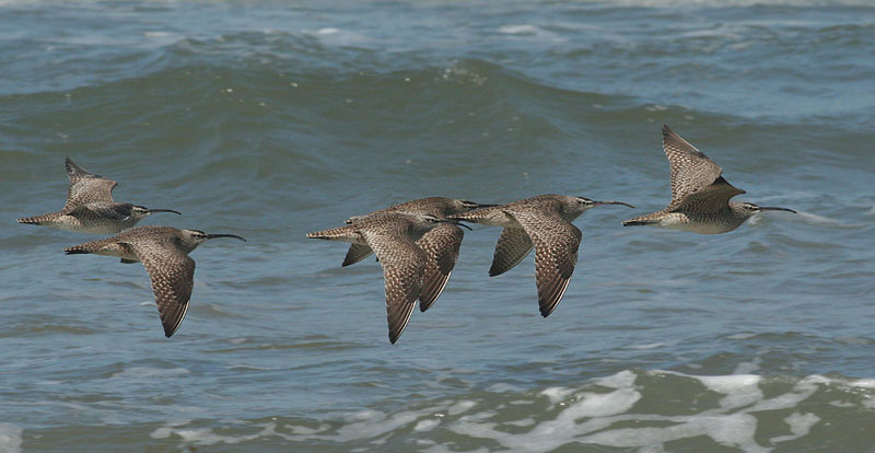 Whimbrels