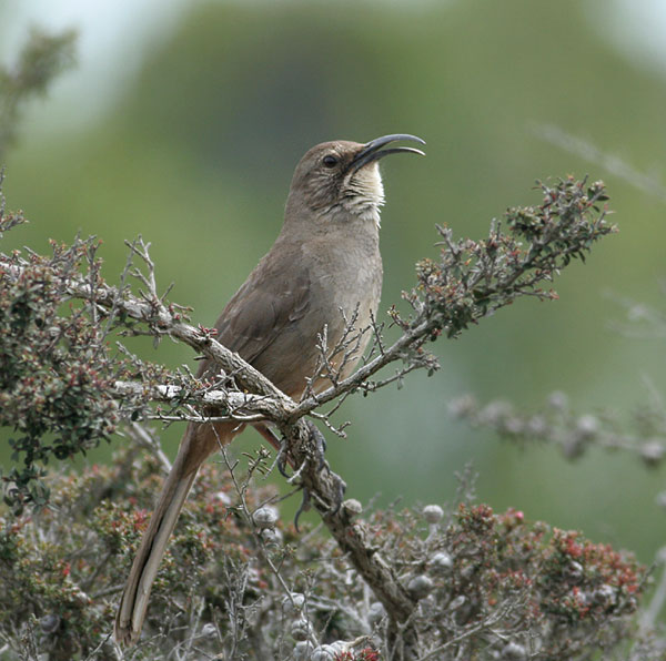 California Thrasher