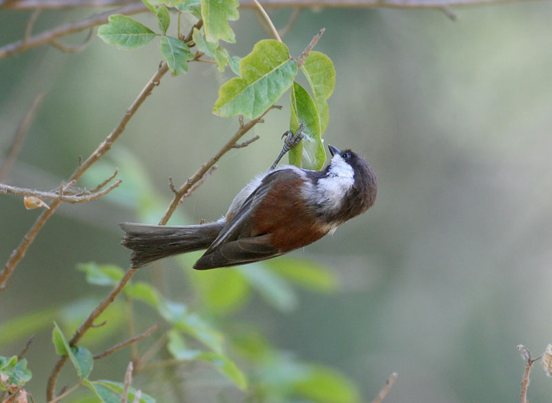 Chestnut-backed Chickadee