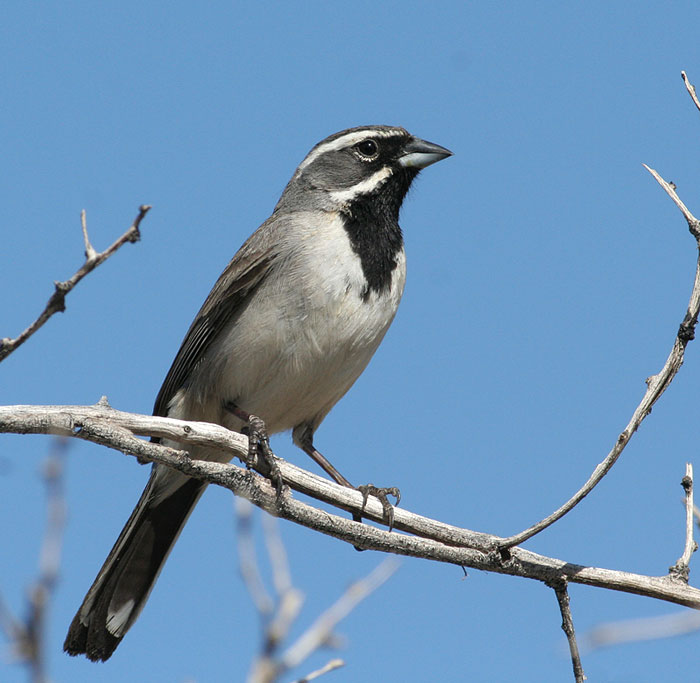 Black-throated Sparrow