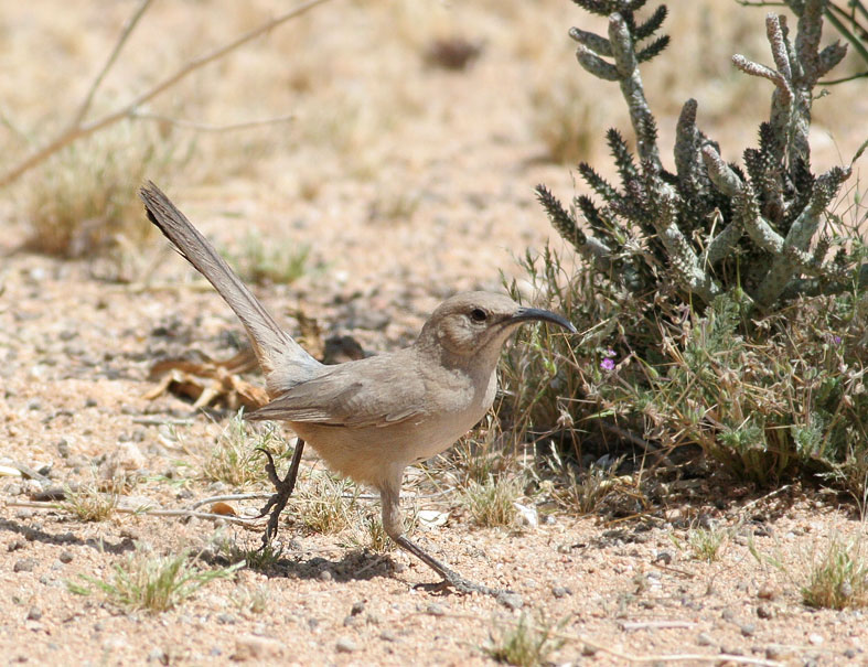 Le Conte's Thrasher