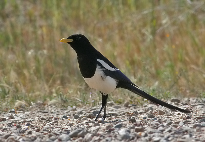 Yellow-billed Magpie