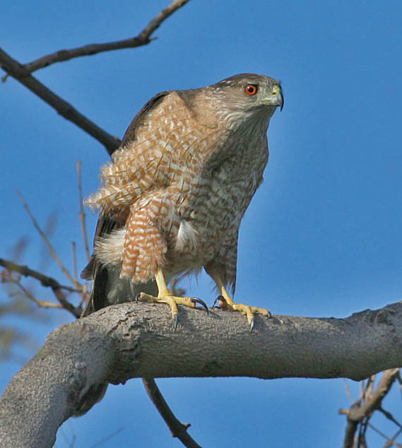 Cooper's Hawk