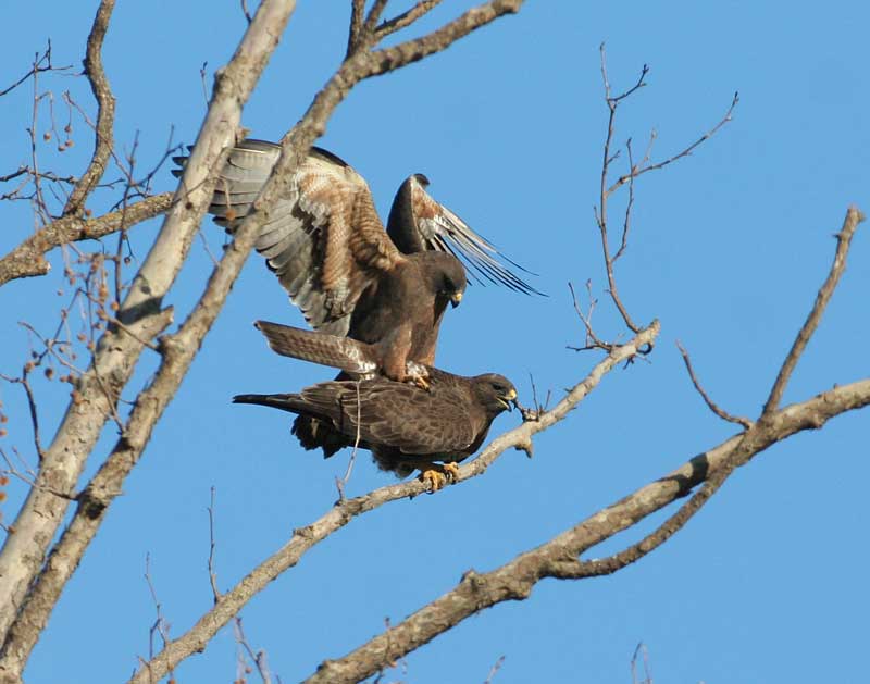 Swainson's Hawk