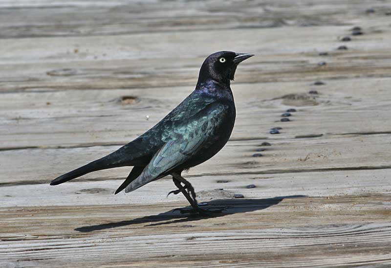 Brewer's Blackbird