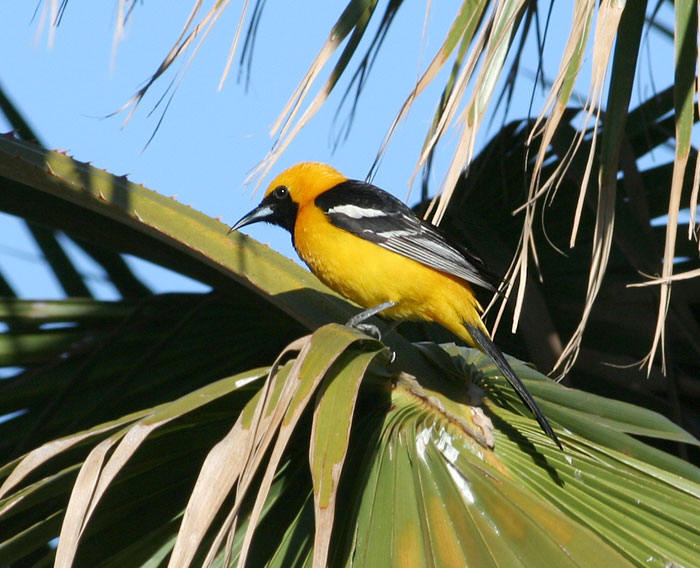 Hooded Oriole