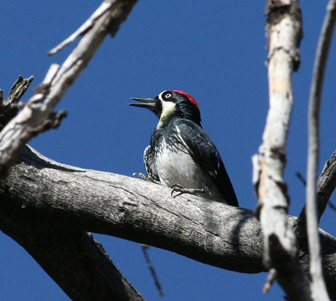 Acorn Woodpecker