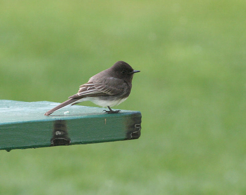 Black Phoebe