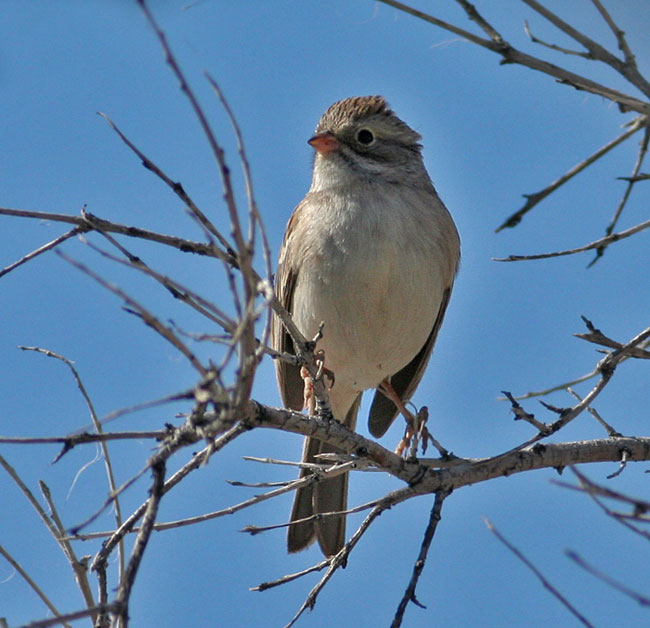 Brewer's Sparrow