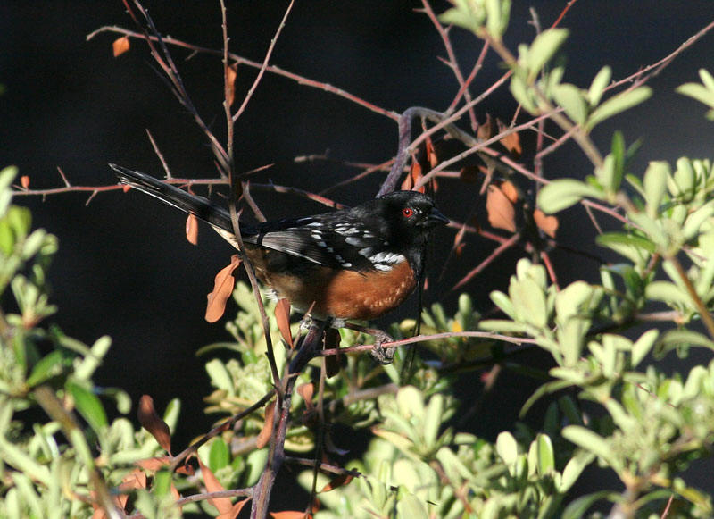 Spotted Towhee