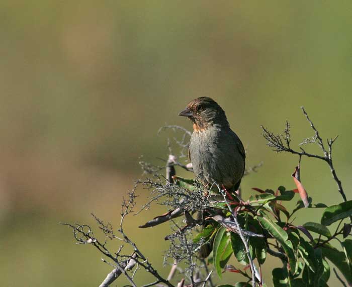 California Towhee