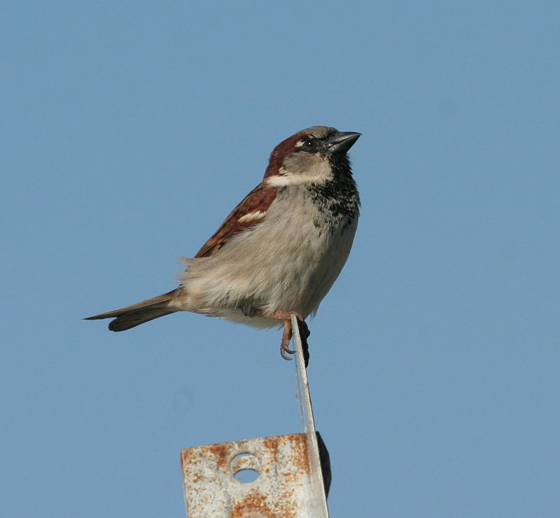 House Sparrow