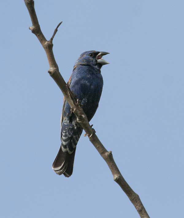 Blue Grosbeak