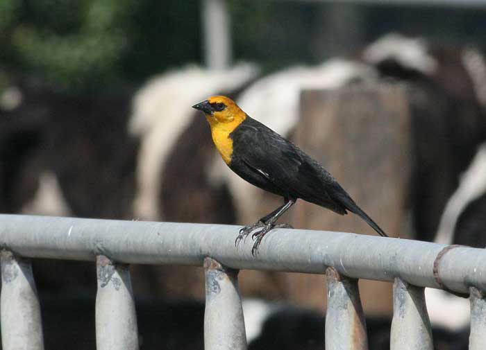 Yellow-headed Blackbird