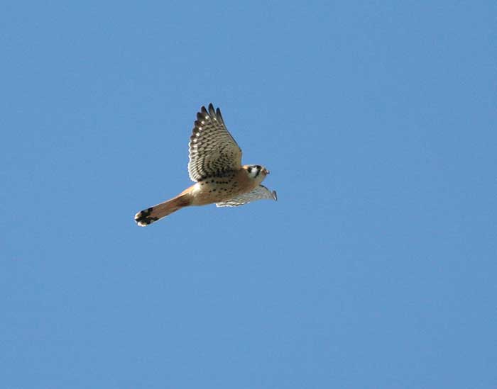 American Kestrel