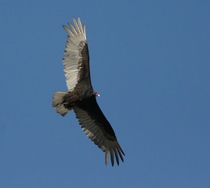 Turkey Vulture