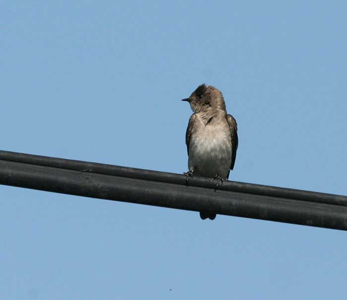 Northern Rough-winged Swallow