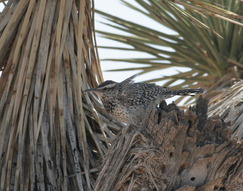 Cactus Wren