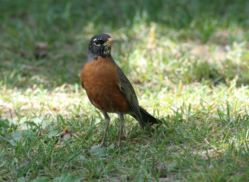 American Robin, male