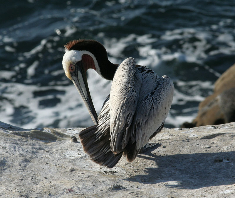 Brown Pelican