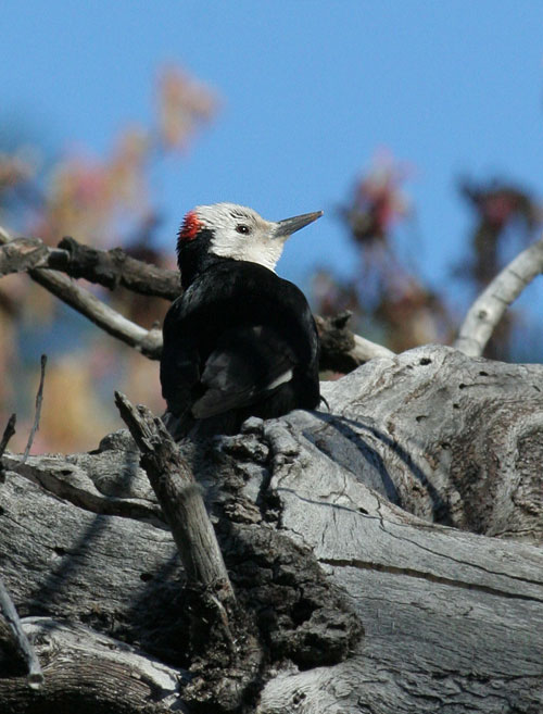 White-headed Woodpecker, male