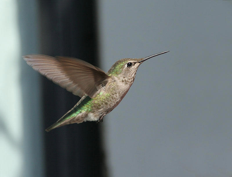 Annas Hummingbird, fem