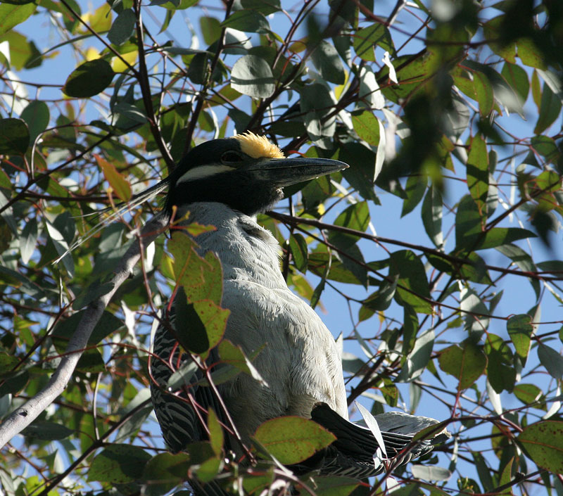 Yellow-crowned Night-Heron