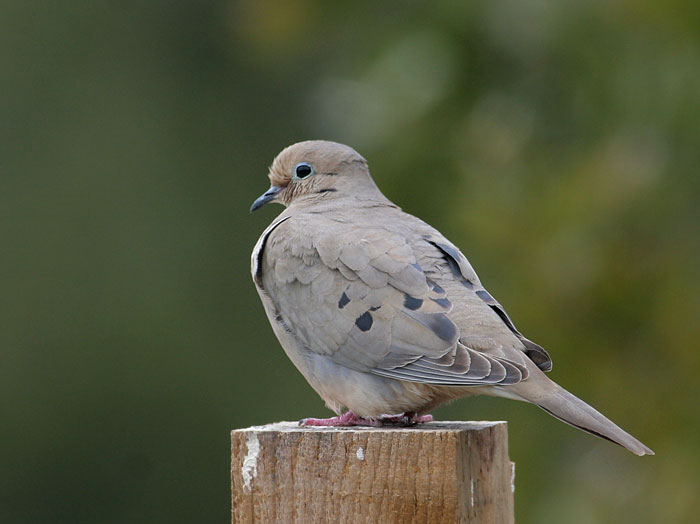 Mourning Dove