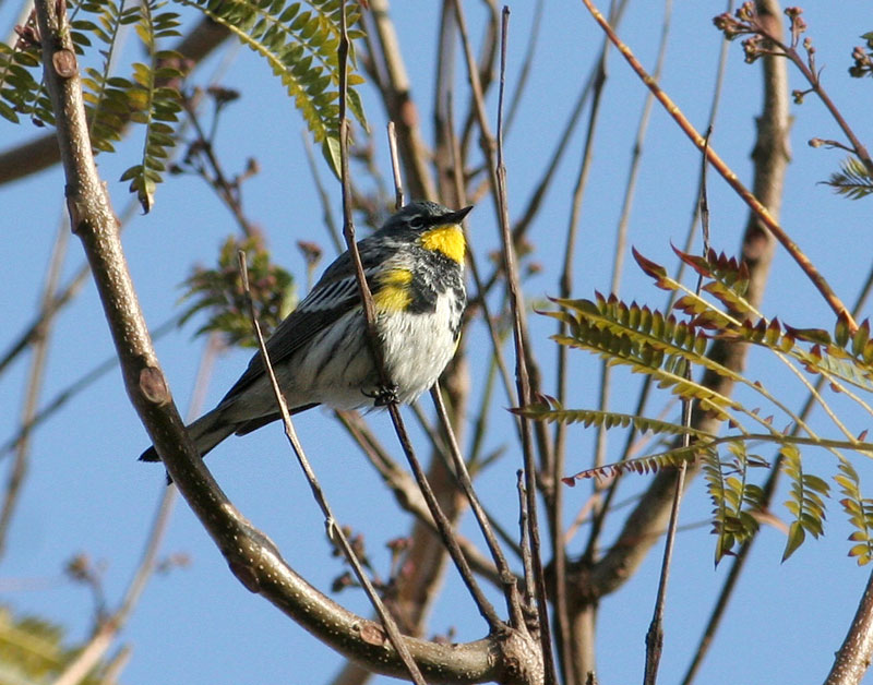 Yellow-rumped Warbler