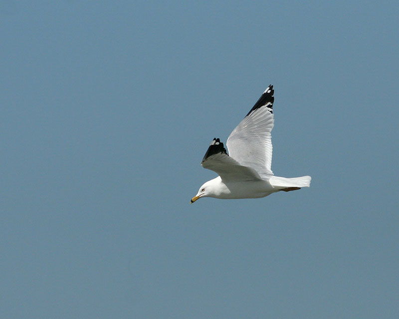 Ring-billed Gull