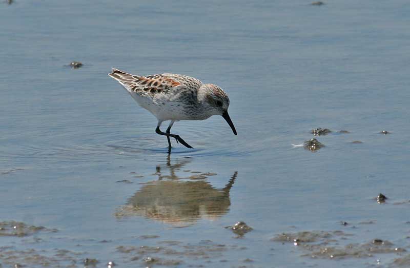 Western Sandpiper