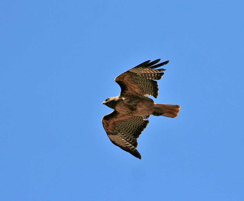 Red-tailed Hawk