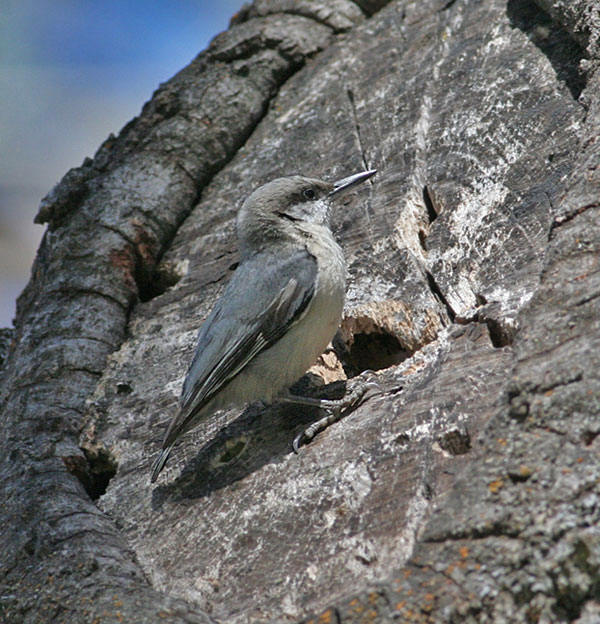 Pygmy Nuthatch