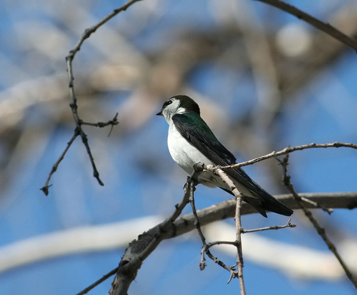 Violet-green Swallow