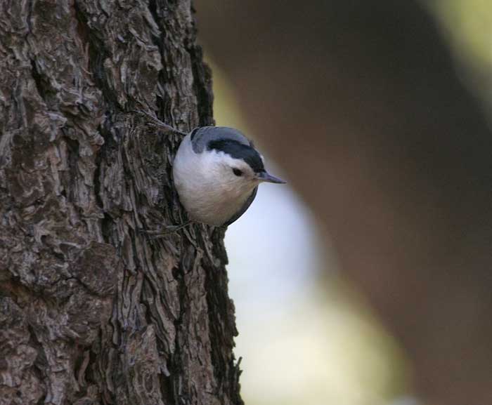 White-breasted Nuthatch