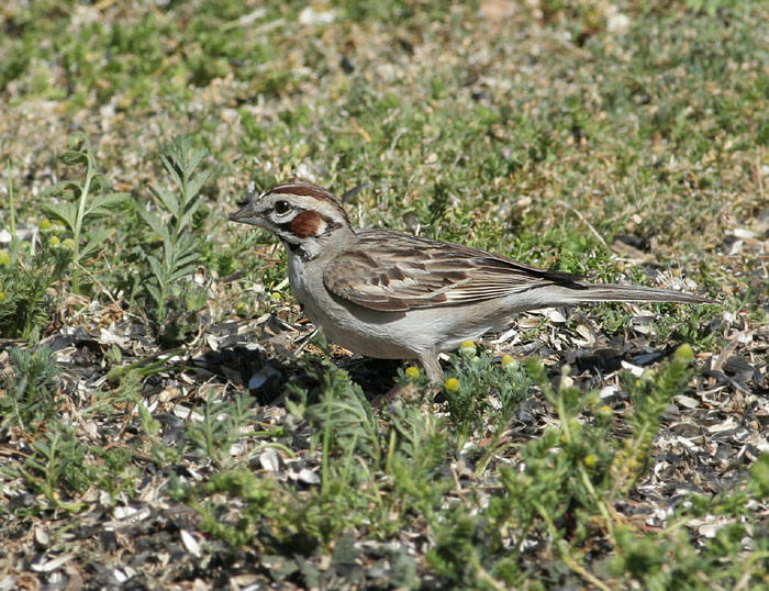 Lark Sparrow