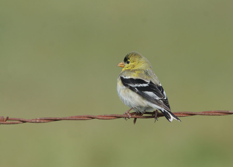 American  Goldfinch