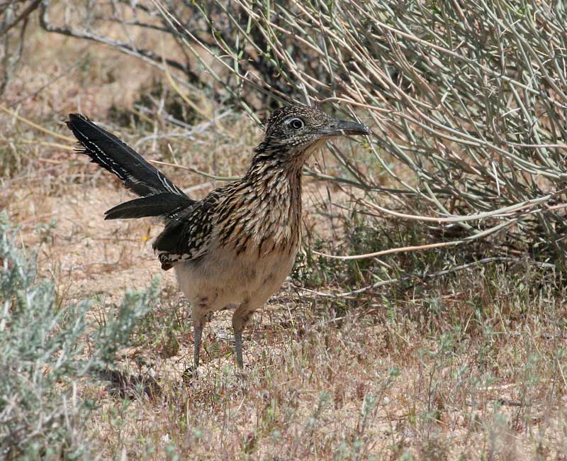 Great Roadrunner