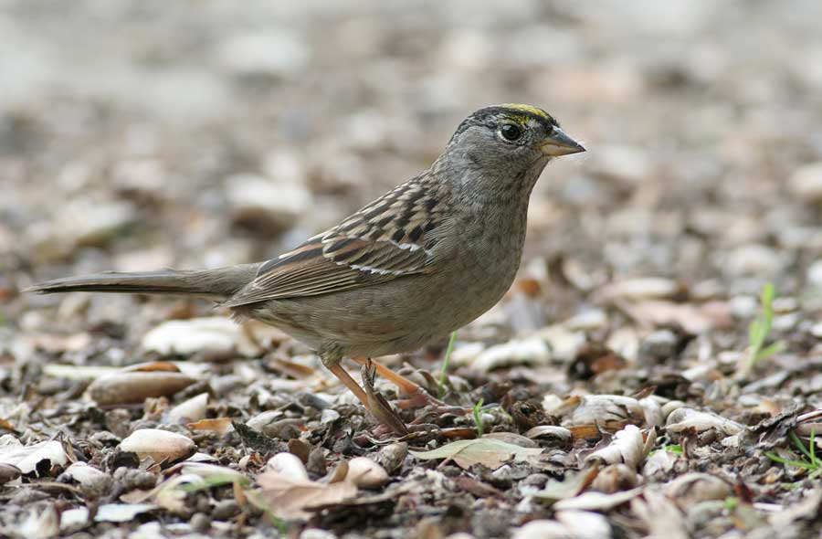 Golden-crowned Sparrow