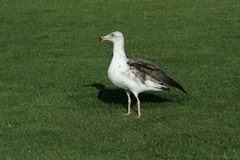 Western Gull, young bird
