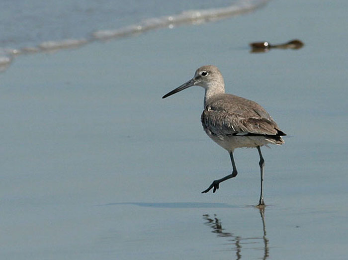 Willet