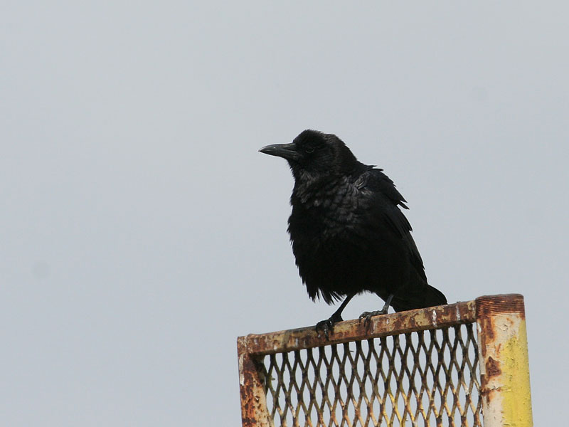 American Crow