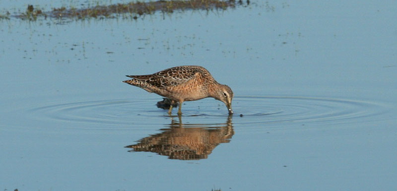 Long-billed Dowitcher