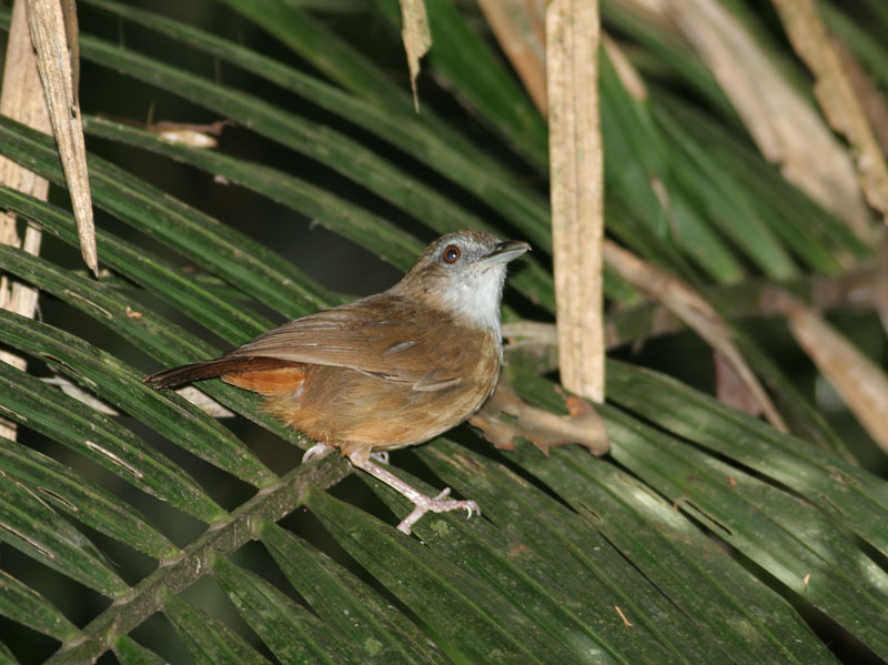 Abbott's Babbler