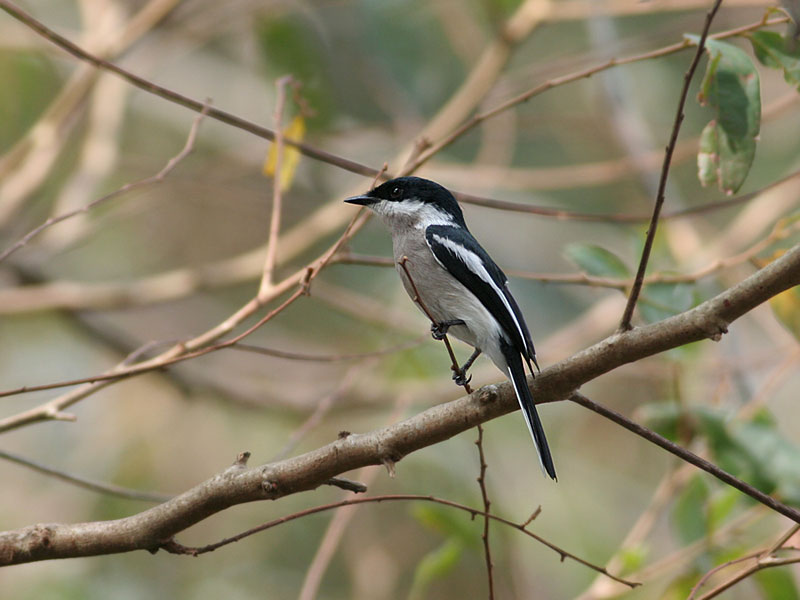 Bar-winged Flycatcher -Shrike