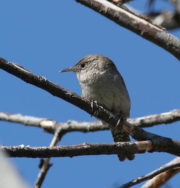 House Wren