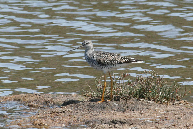 Greater Yellowleg